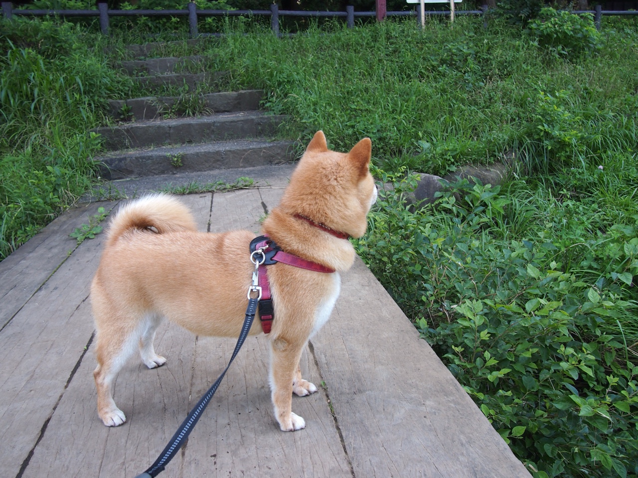 羽坛惊雷，法国黑马绝杀卫冕冠军，郑思维极限救球撼动全场