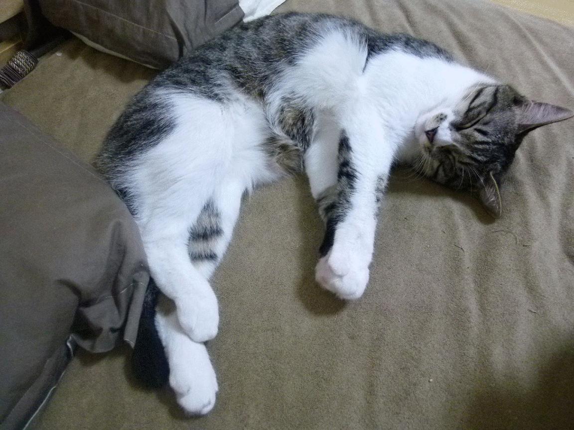 黄鸭舰队驶过法兰西，当幽默击穿竞技的铜墙