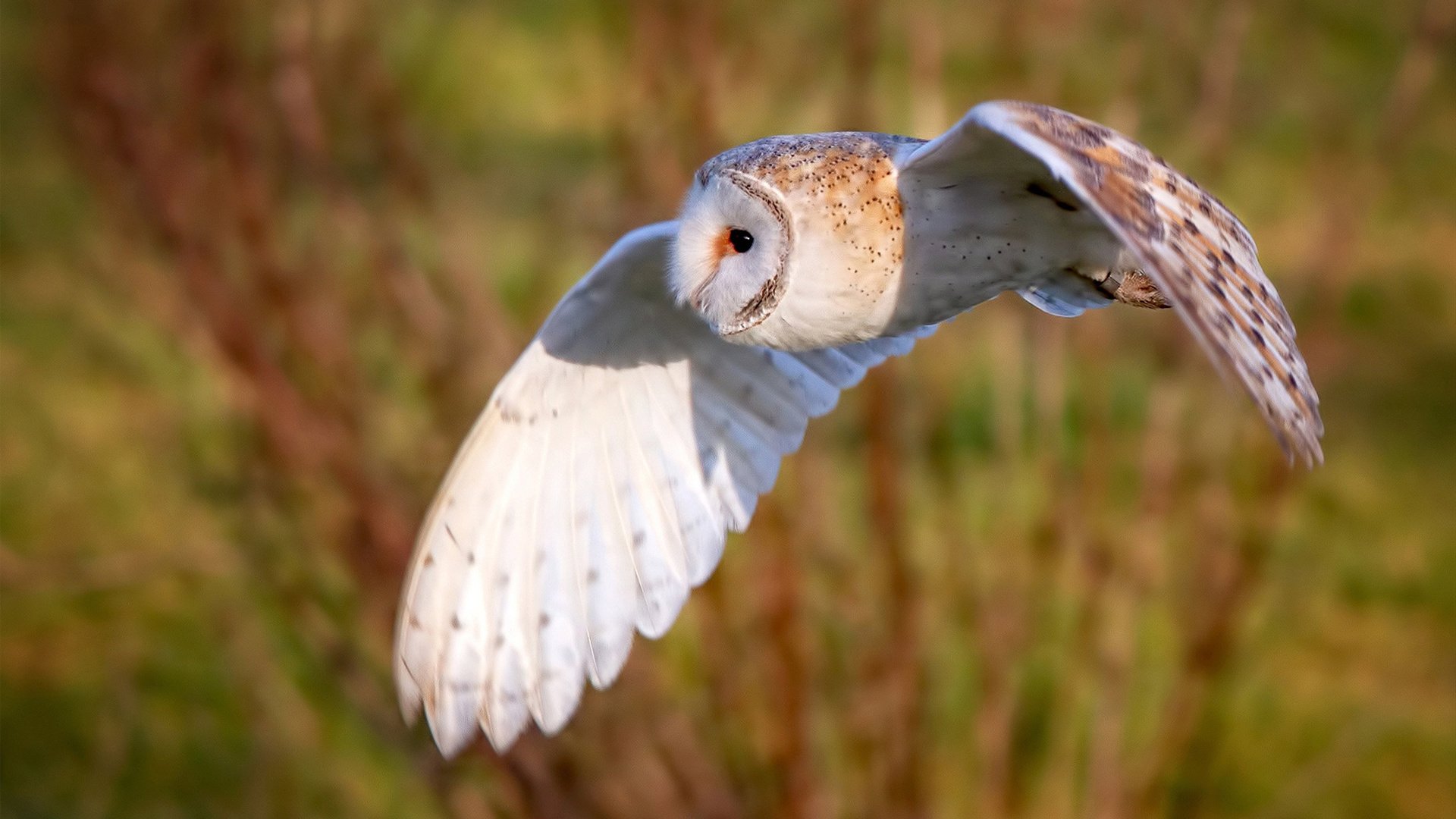 拉丁风暴与北欧之盾，当柔术遇见神话—基米希的奇幻中场