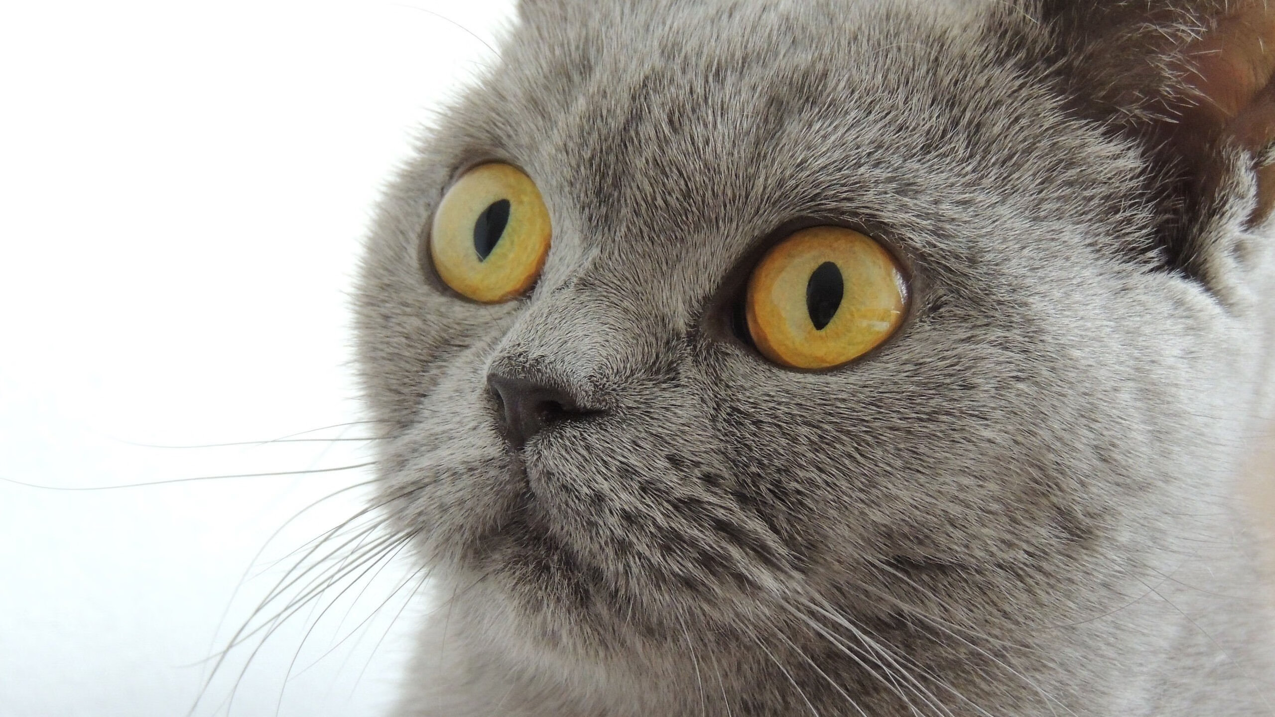 东方夜未眠,哈登以孤岛之姿,擎起风暴中的上海队