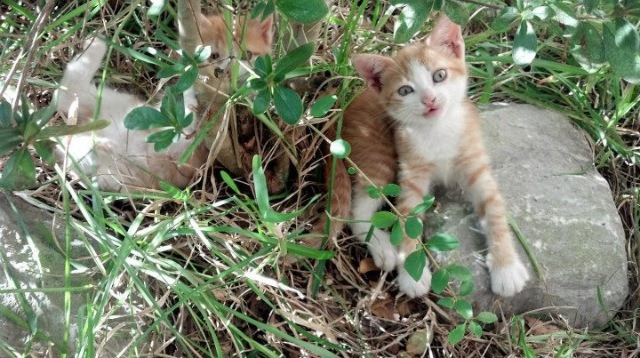 羽坛地震,马来西亚队力克法国队的东方巫师之夜