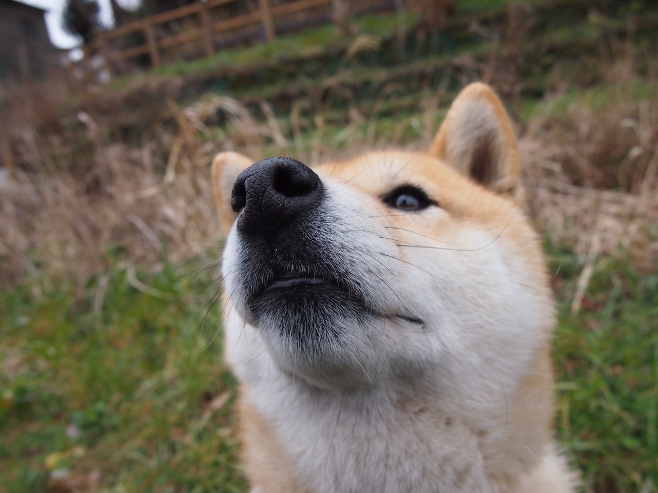从巴萨到科纳克里，加维一记非常规助攻如何导演几内亚对尼斯的惊天冷门