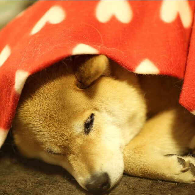 蓝黑心脏的搏动,巴雷拉的欧冠统治之夜