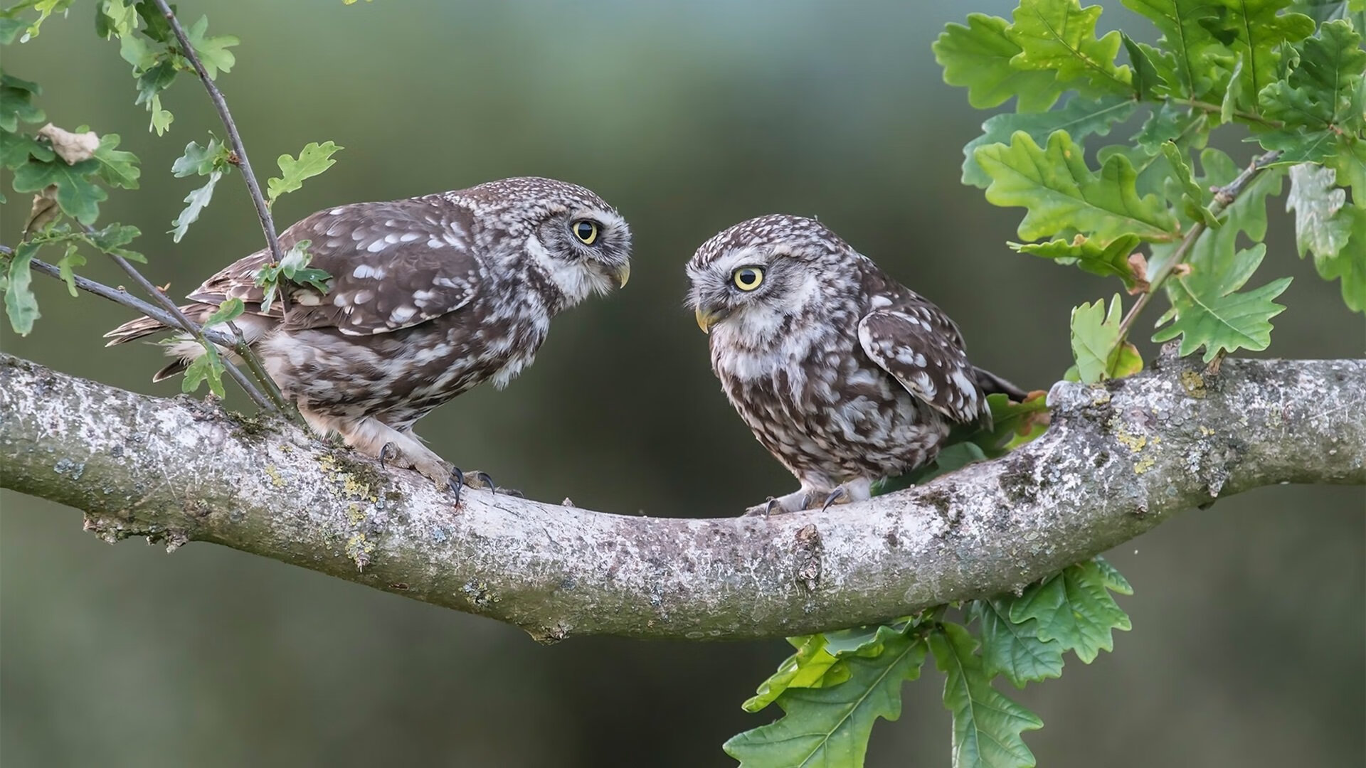 弑杀旧主！法比尼奥两度关键破门，土耳其黑马奇迹淘汰利物浦