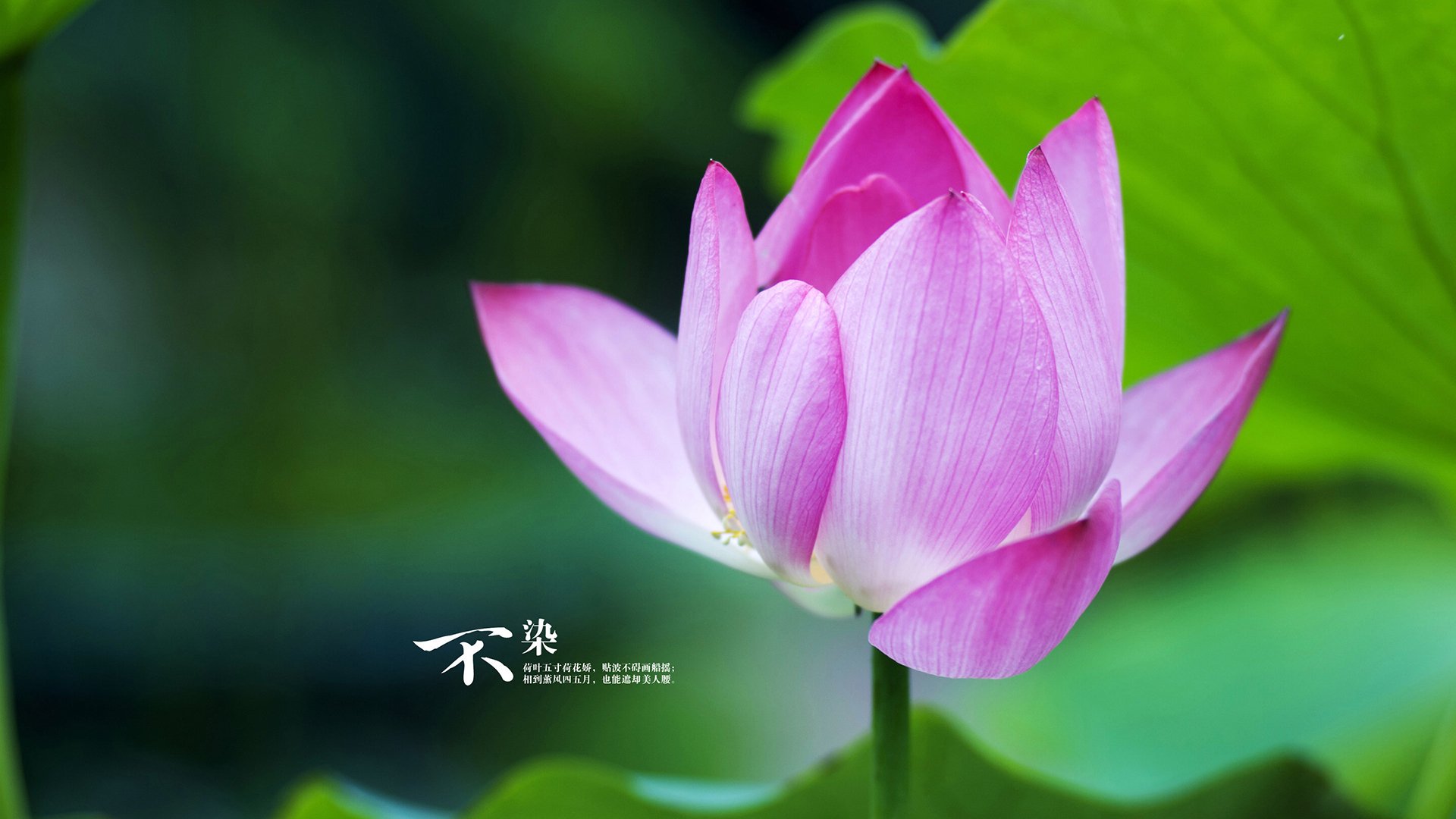 烈焰燎原，英格拉姆独舞引爆全场，开拓者激流席卷公牛