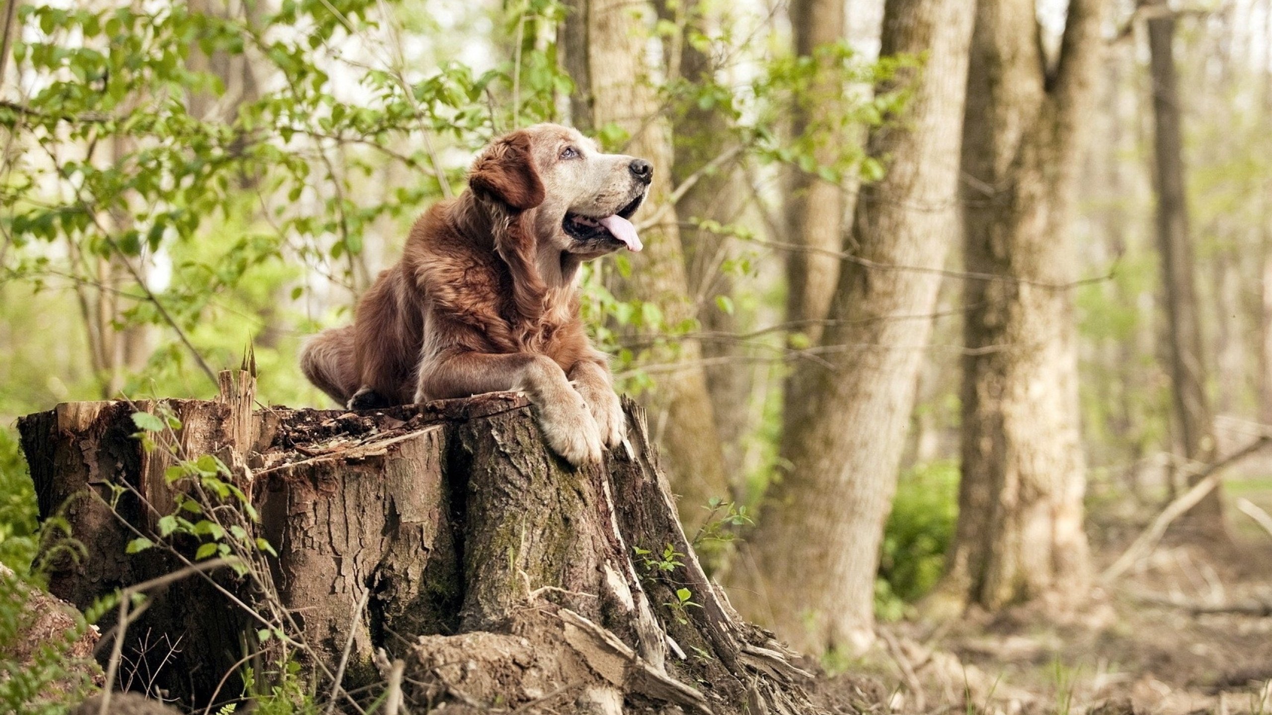 爱游戏2026-当足球的冷静闯入NBA的狂热，卡瓦哈尔如何定义关键战