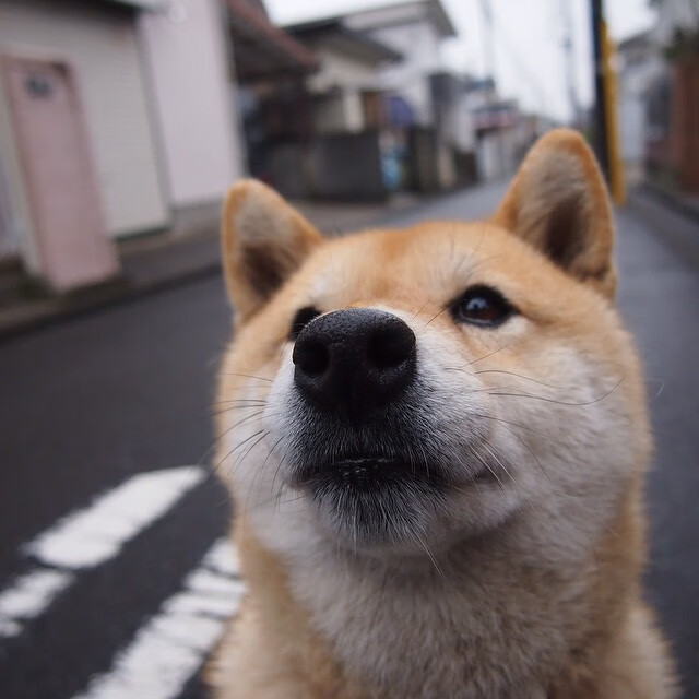 爱游戏在线-隔空对弈，当文班亚马的无解题摆在新疆队面前