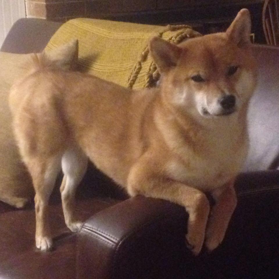 基辅硝烟与绿茵传奇,当几内亚铁血鏖战乌克兰,李刚仁东决时刻一剑封喉