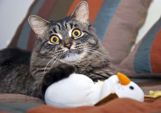 当德甲争冠夜解说切错信号,莫兰特狂暴50分颠覆绿茵信仰