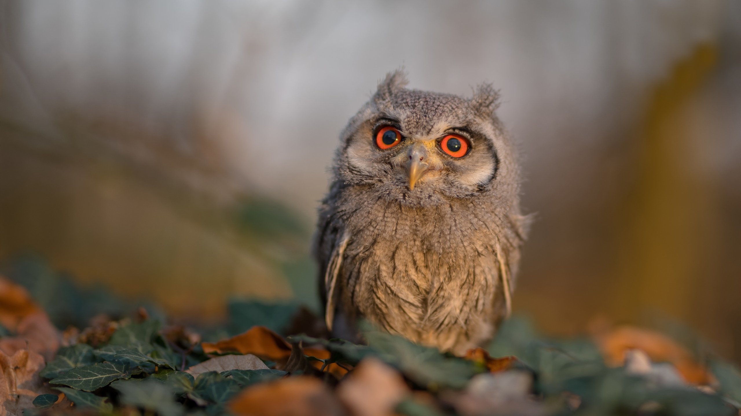 利拉德50分孤星闪耀，尼克斯14-0制胜洪流淹没勇士