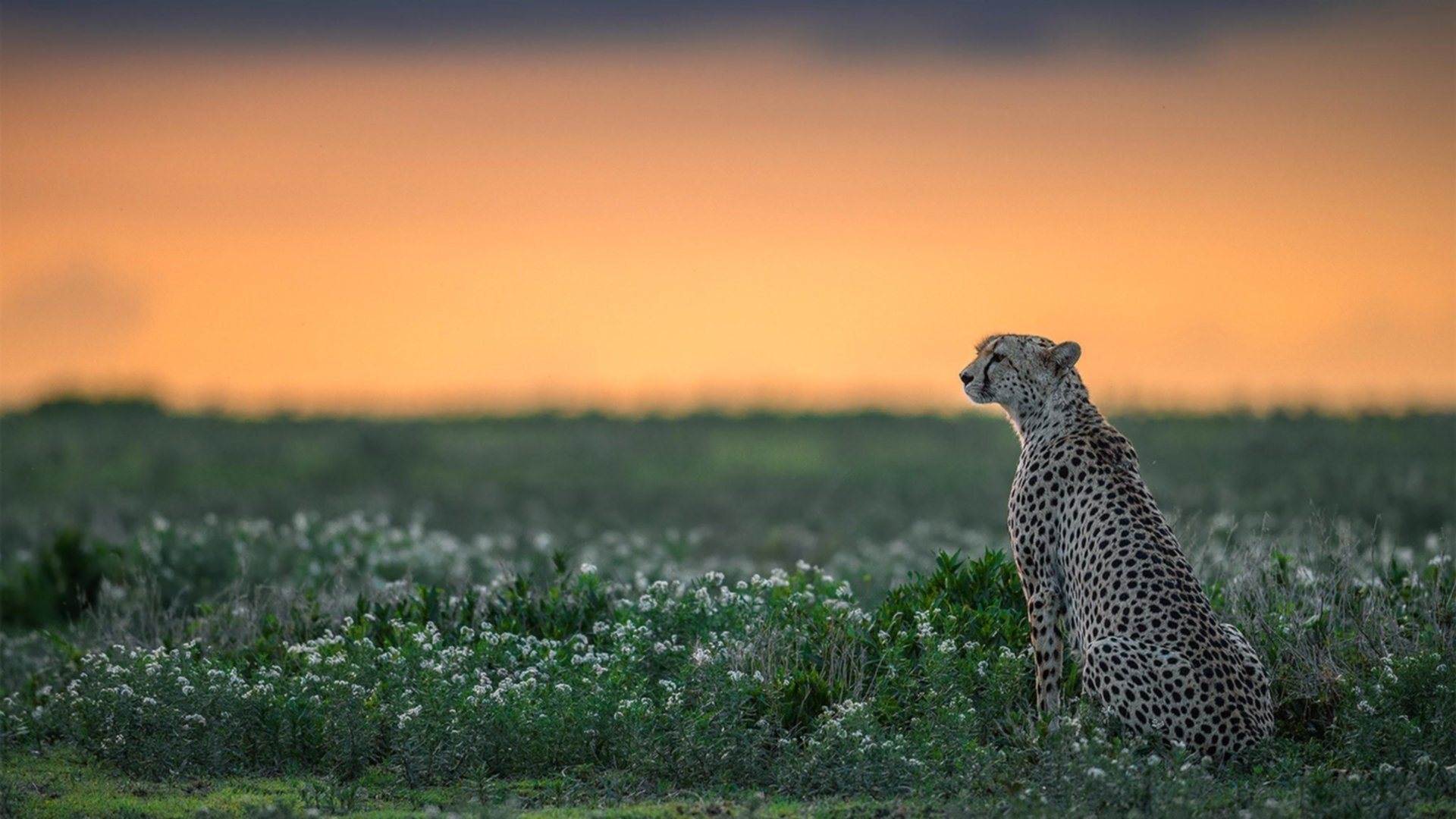 篮球之神降临足球之夜,恩比德的统治力如何让欧冠淘汰赛提前失去悬念