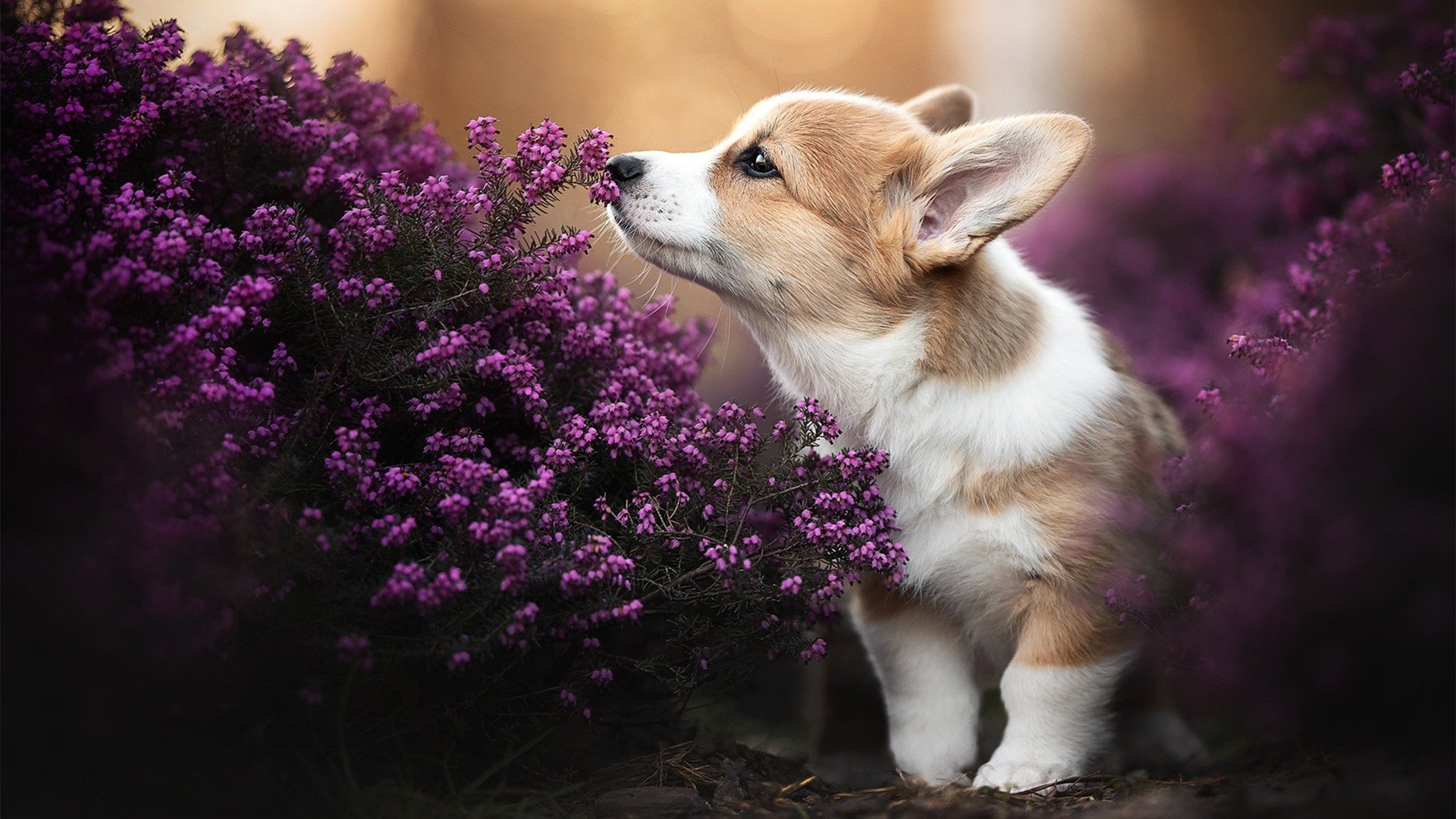 东方足球的悲壮与伊比利亚的火焰，毕尔巴鄂生死战擒韩，克瓦拉茨赫利亚加冕新神