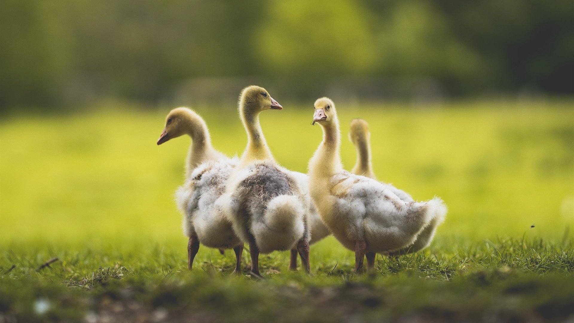 未竟的剧本,永恒的印记,当乔治在总决赛之夜刷新纪录