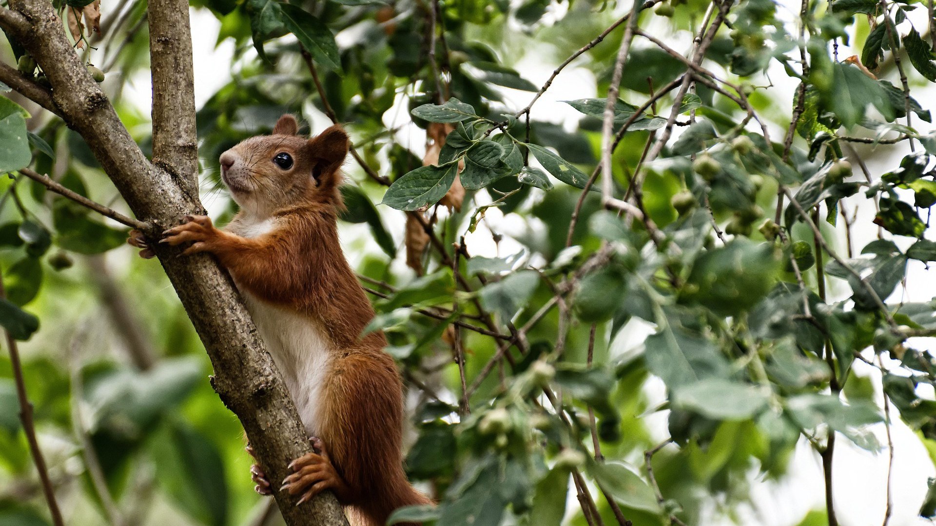 跨越纬度的冲锋,安哥拉与巴斯托尼的唯一性证明