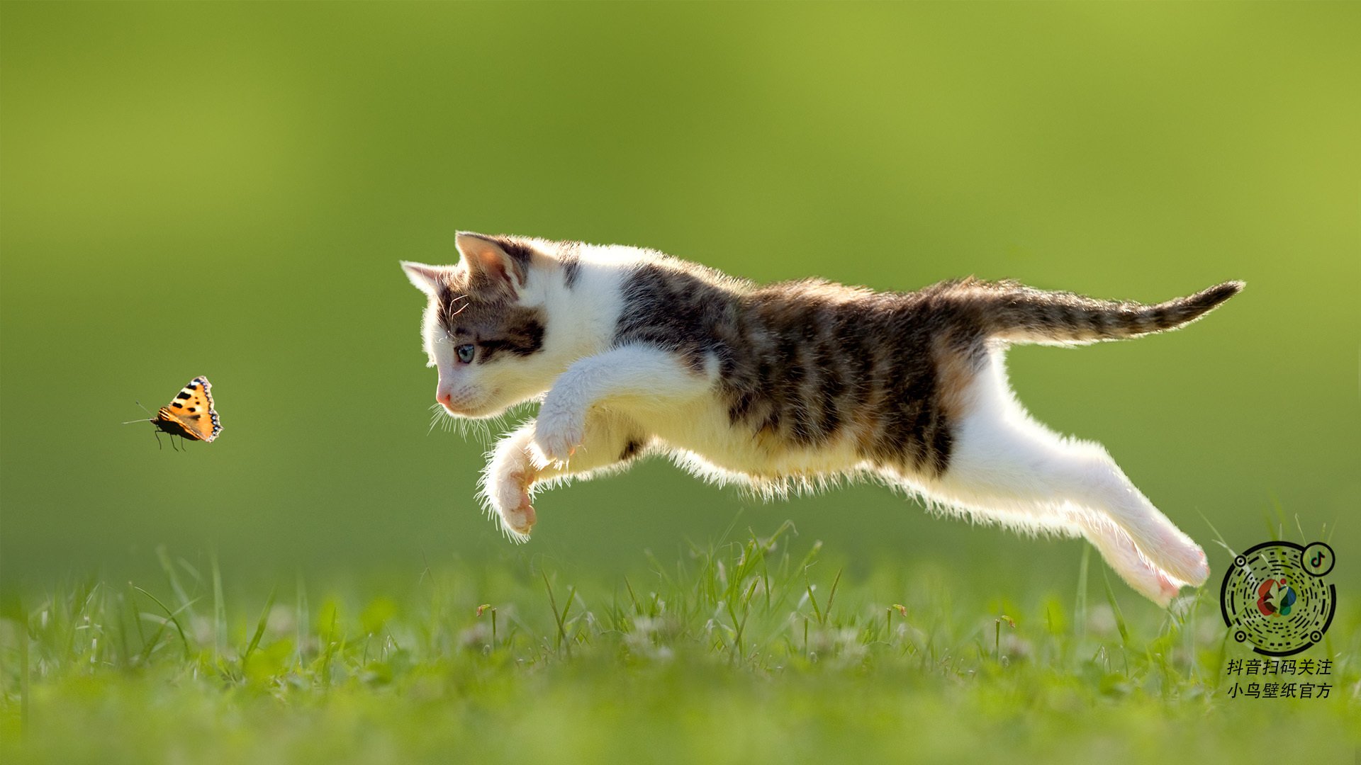 欧冠绿茵的猛龙,当多伦多风暴席卷孟菲斯