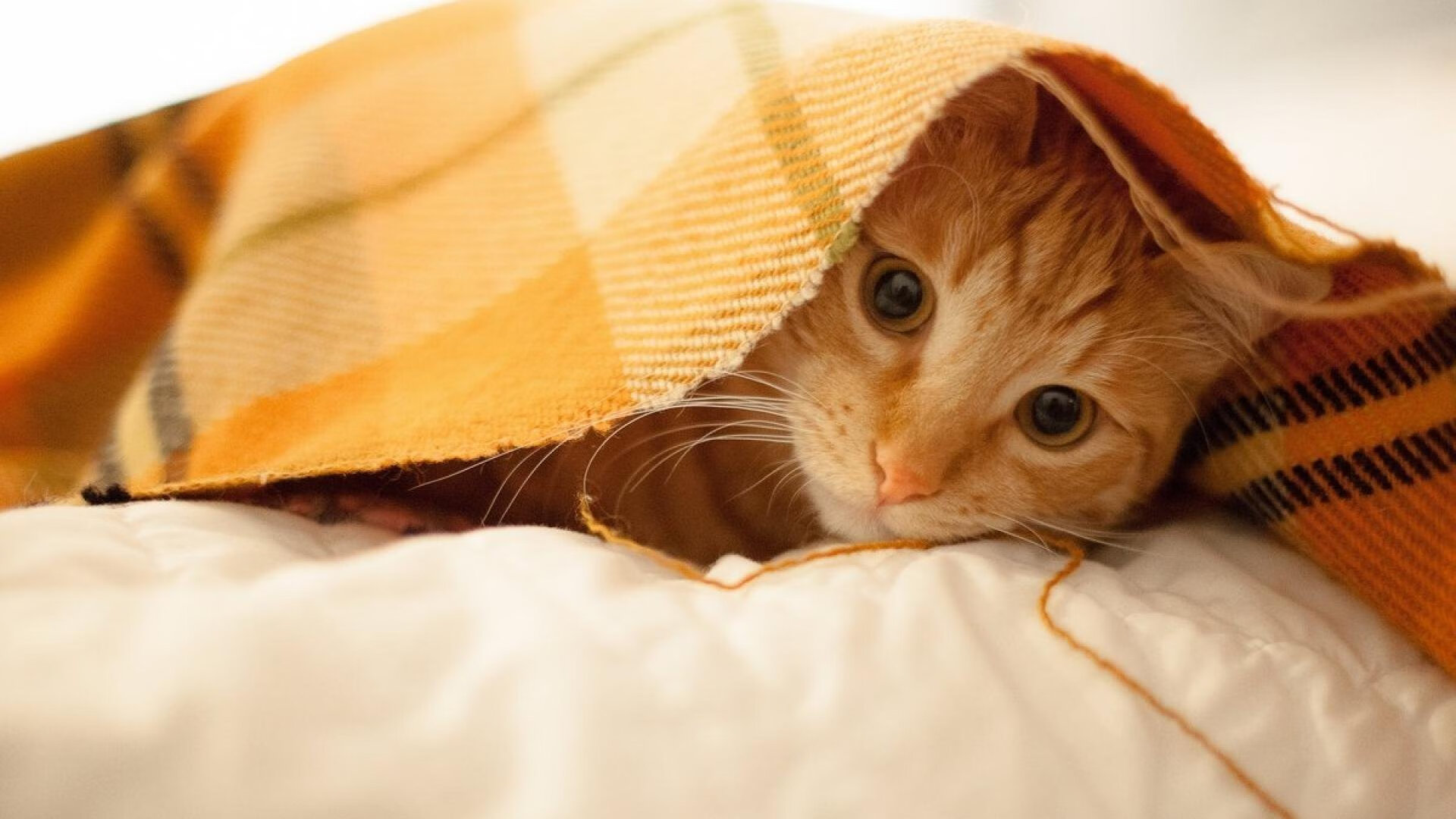 爱游戏-欧冠亚洲德比，欧陆炮火中的最后倔强