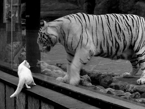 爱游戏官方-镜面战争，库里点燃的孤焰与尼克斯切割的蓝海